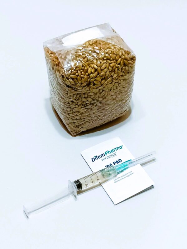 Sustrato de centeno con jeringa de esporas de 5ml para inoculación de hongo psilocybe cubensis